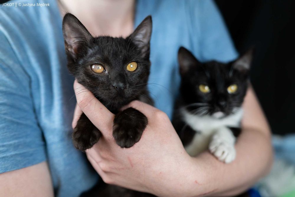 Mała, czarna kotka Pamela do adopcji (akceptuje psy!)