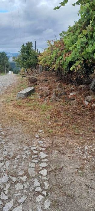 Limpeza de terrenos agrícolas e florestais