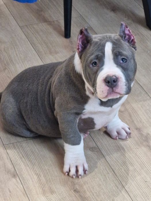 Piesek American bully