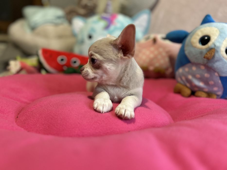 Piesek lilac merle nie spotykany kolor .