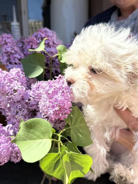 Щенки мальтипу 2 мальчика