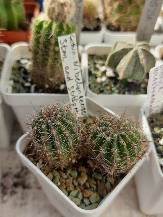 Echinopsis hybr. Nibelungenschatz X Star and stripes