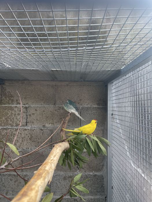 Kakariki Criar à Mão