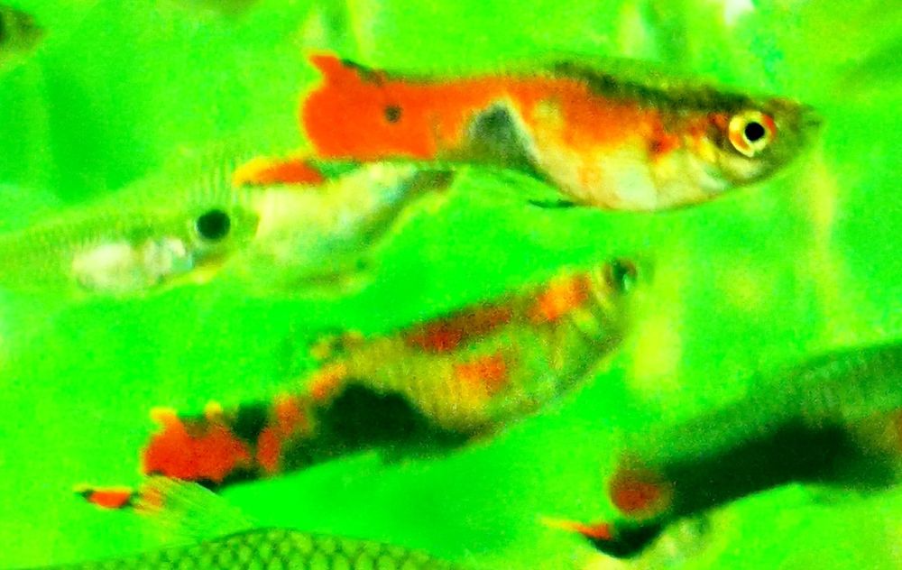 Gupiki Gupik Endlera Red Scarlet Samce Ślicznie wybarwione! Polecam!