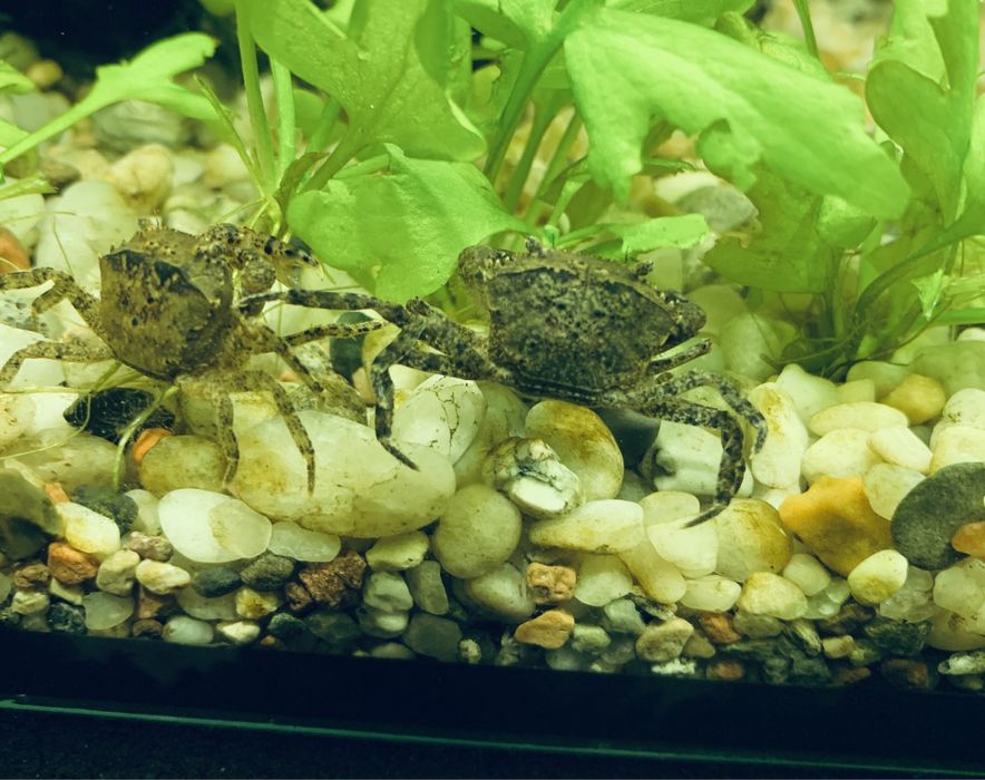 Krab wodny Mekhong thelphusa - Mini krab