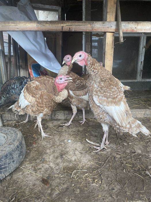 Індики породи Бурбон червоний та прості помісні  на розплід