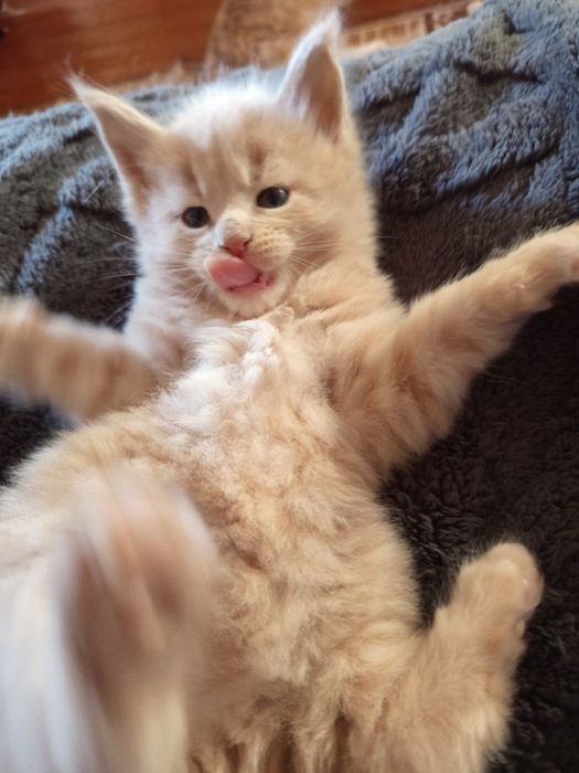 Мальчики мейнкуны