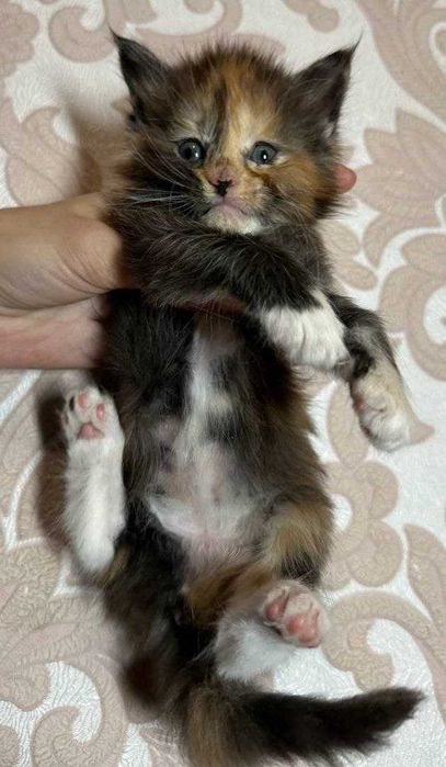 Дівчинка Мейн-Кун у пошуках люблячої родини