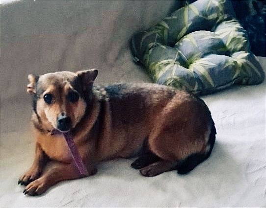 Corgi. W typie, dwie mikrosunie.