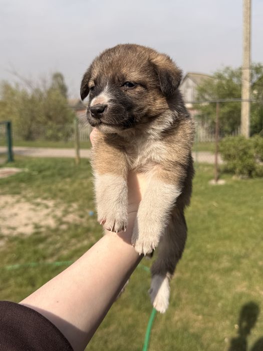 Віддам у добрі руки 4 чудові дівчинки