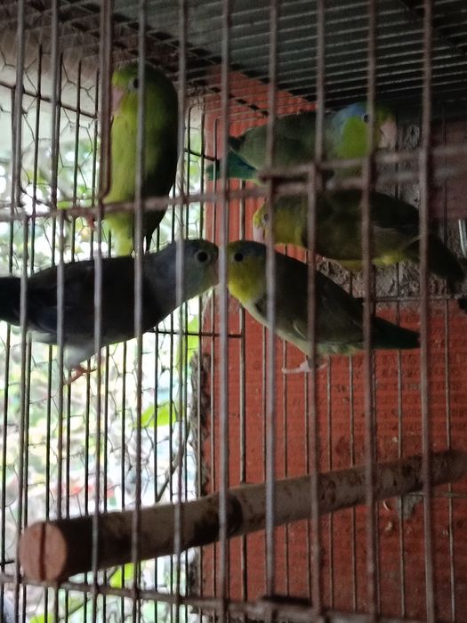 Um casal de Forpus, Bourkes, Kakarikis, Forpus