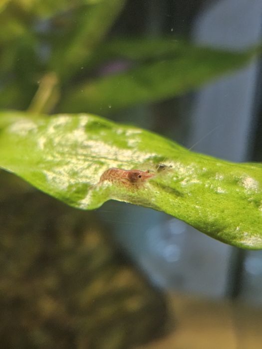 Sprzedam krewetki Neocaridina (kundelki)