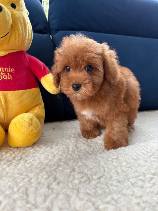 Samiec cavapoo f1b