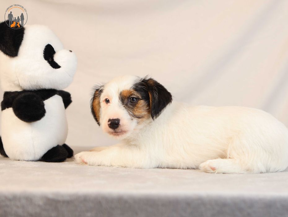 Jack Russell Terrier ZKwP FCI