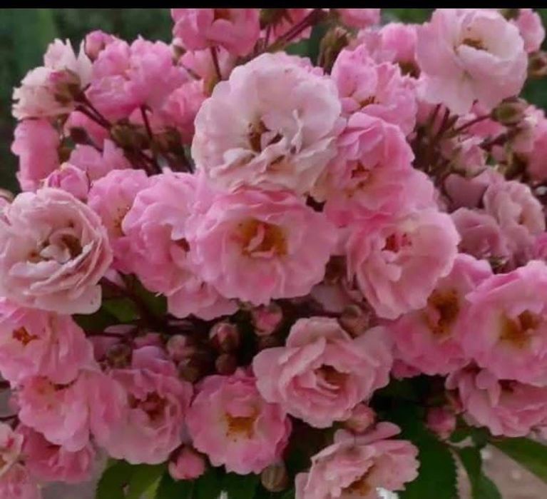 Плетиста троянда Утіголд