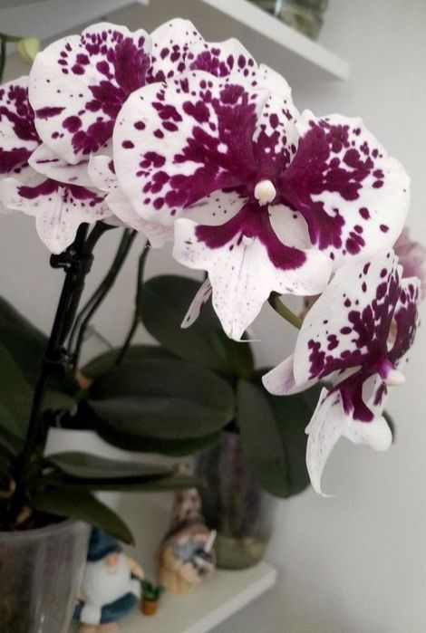 Орхидея биглип big lip Maria Mar