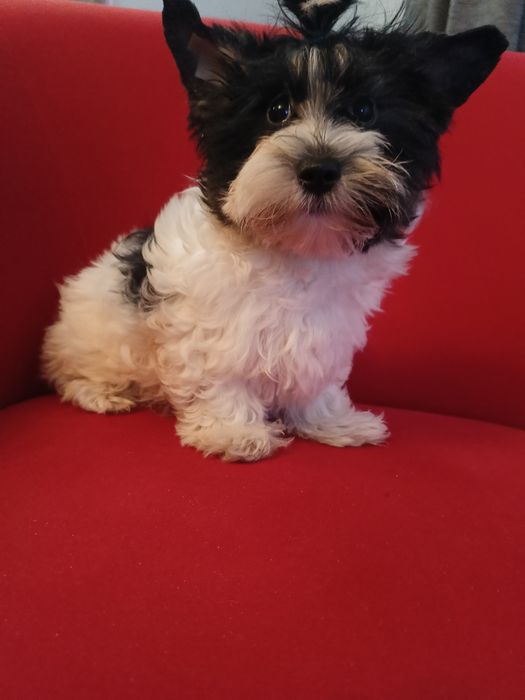 Samiec Yorkshire terrier biewer/ocean Pearl