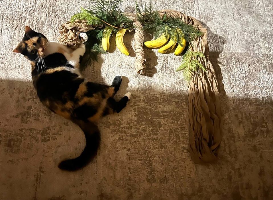 Скотіш страйт, шотландська прямовуха кішка