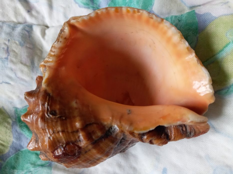 Ракушка океанская, большая.  Цвет золотисто- бронзовый. Тематика- море