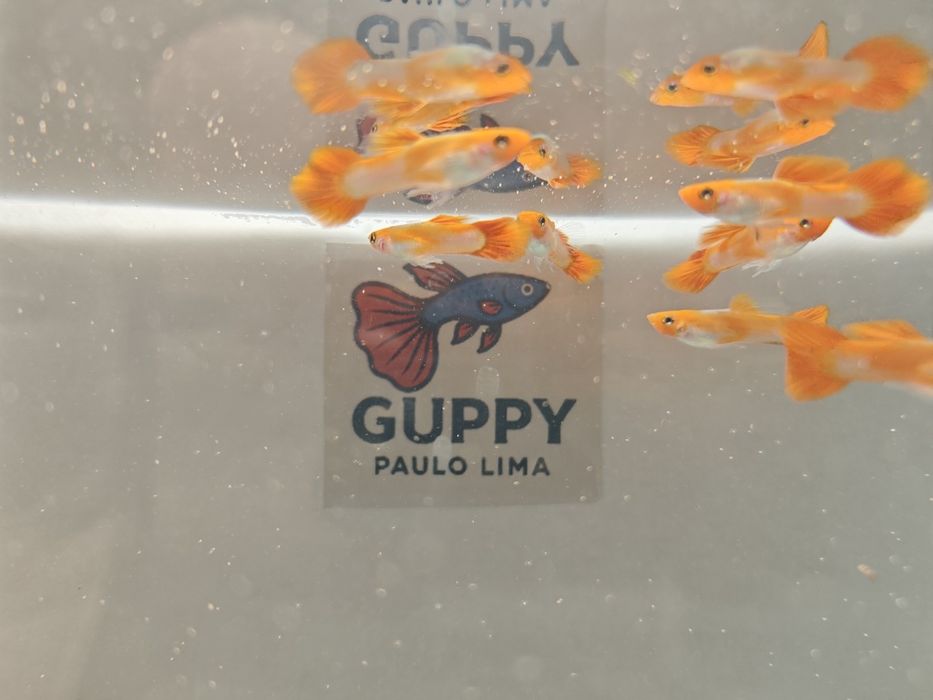 Guppy Koi Red Nose