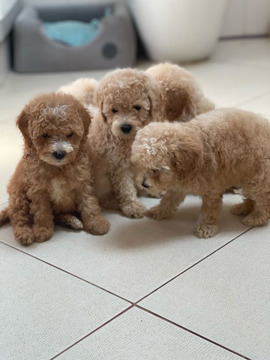 Мальтіпу ф1 та ф2