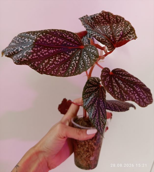 Piękna begonia maculata pink spot duża roślina
