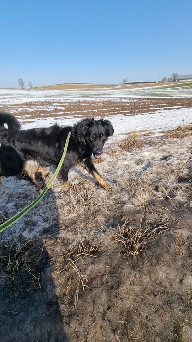 Młodziutki Zenit do adopcji