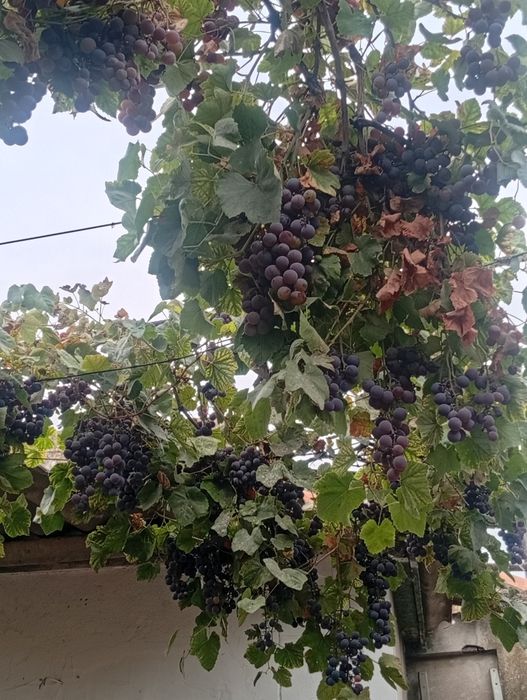 Виноград Лидия винних сортов
