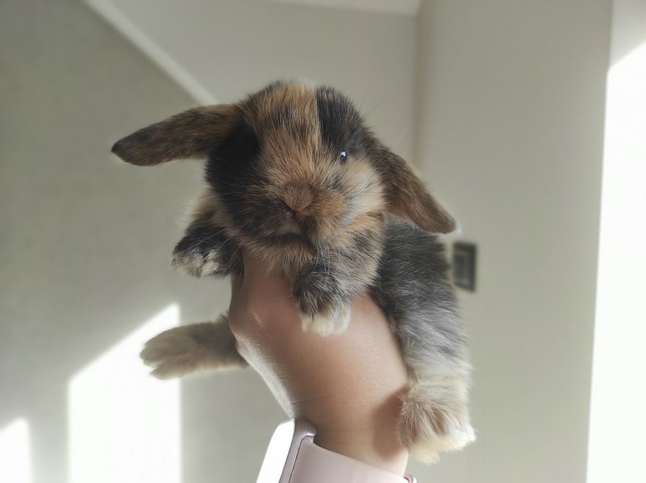 Mini Lop Króliczki Czystej Rasy z WYPRAWKĄ Śliczne Malutkie Króliczki