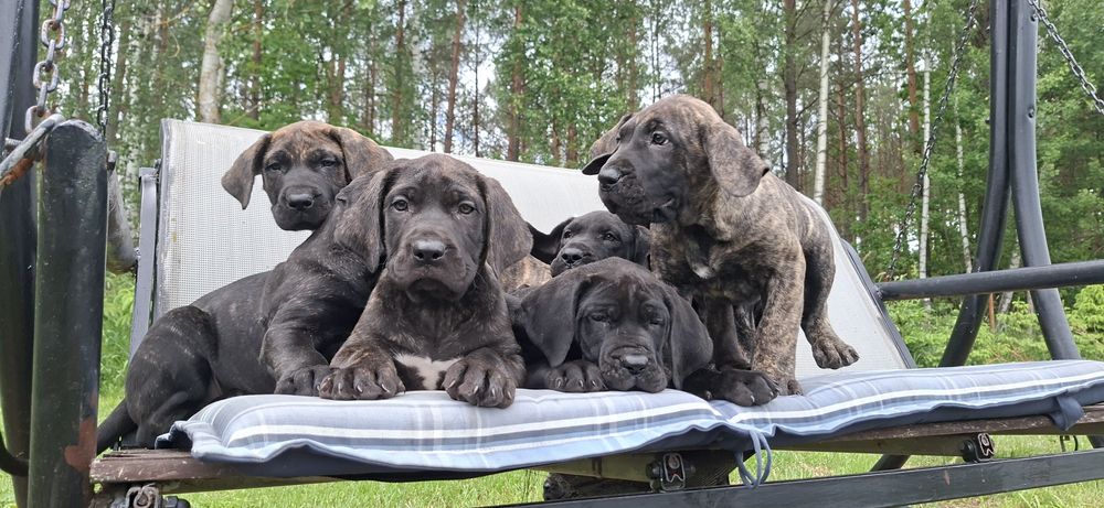 Piesek dog canario z metryką