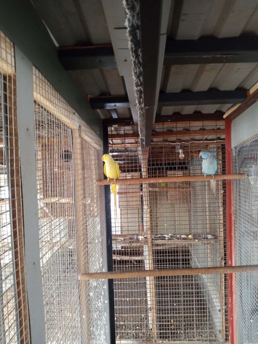 Aleksandretty obroże