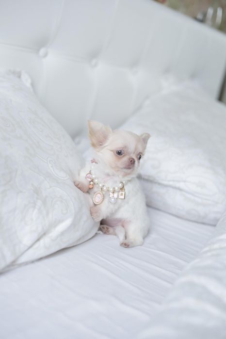 Mini dziewczynka chihuahua fci