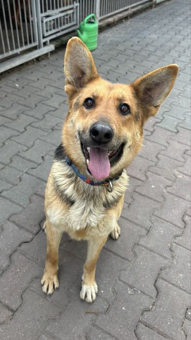Chrupka suczka w typie owczarka sunia do adopcji Kalisz Poznan Wroclaw