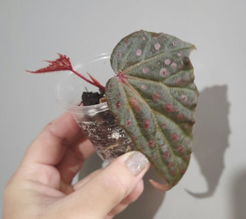 Колекційні бегоніі