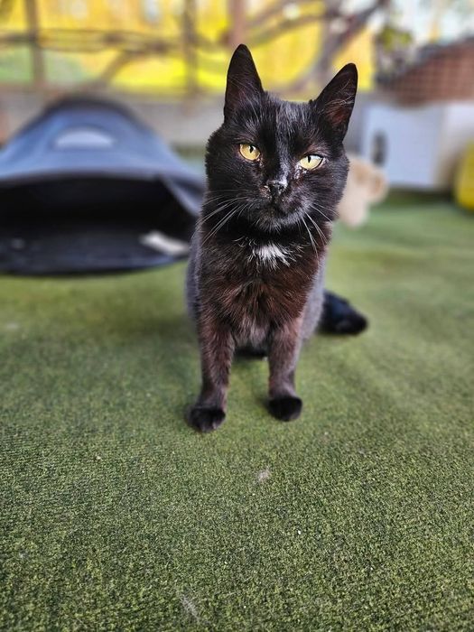 Schroniskowa weteranka Izolda czeka na dom