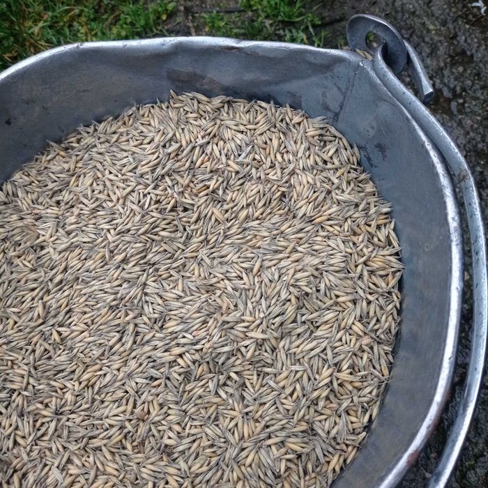 Owies ze zbioru 2025