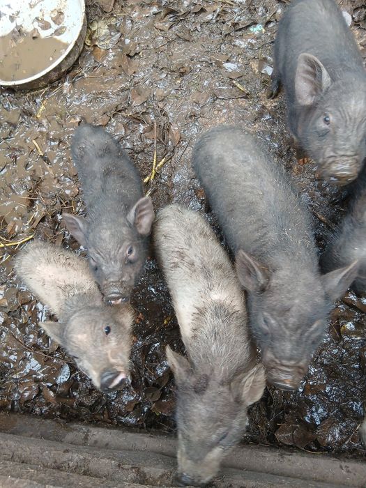 Продам вьетнамских поросят свиней