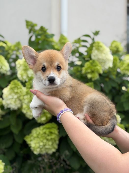 Welsh corgi pembroke Fci chłopiec