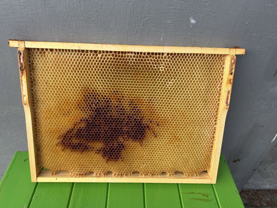 Ramki z suszem pszczelim