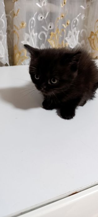 Продам  кошеня  прямовуху