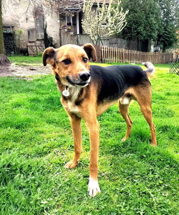 Kochany, cudny, najłagodniejszy piesek prosi o dom