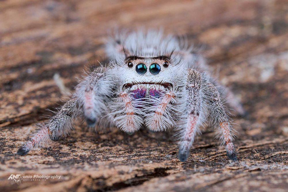 Skakun Phidippus regius Everglades L2/3