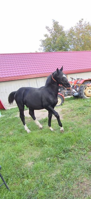 Ogierek rasy śląskiej