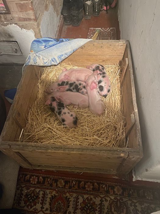 Продаю поросят есть кабанчики и свинки