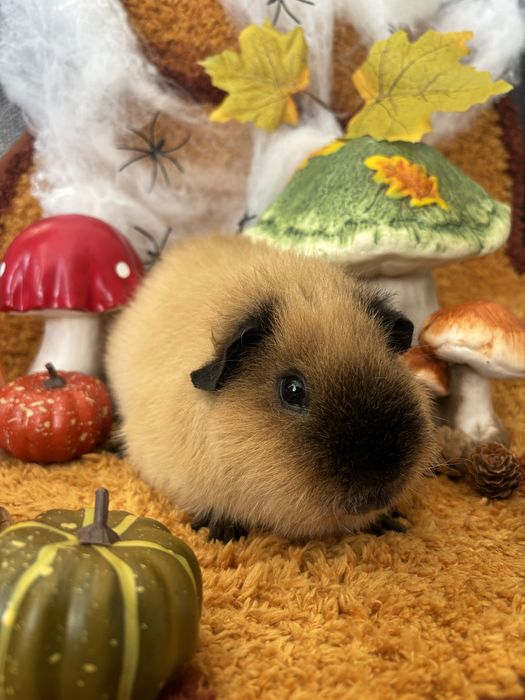Świnka morska Us Teddy Califonia