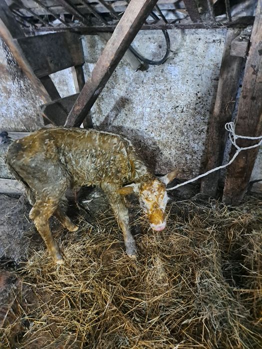 Продається молочне теля