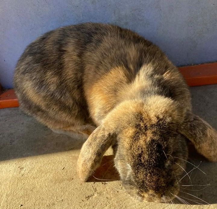 Французький баран самець