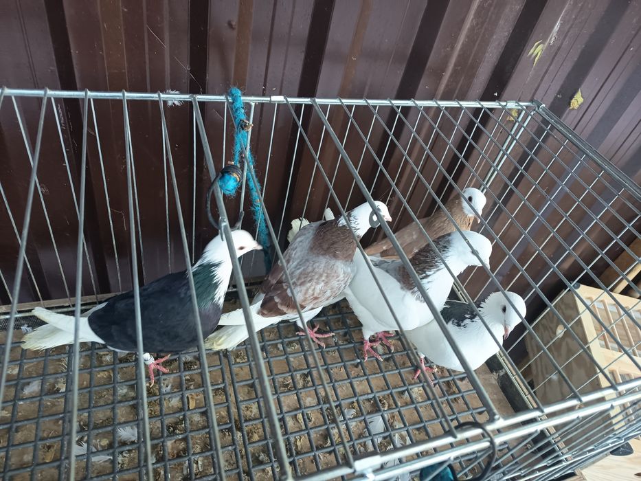 Sprzedam gołębie Czajki i białogłówki