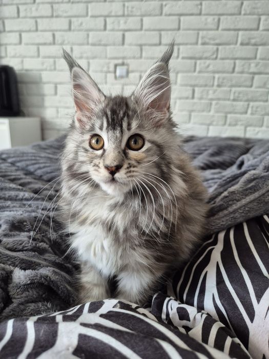 Kotka szylkret MCO Maine coon