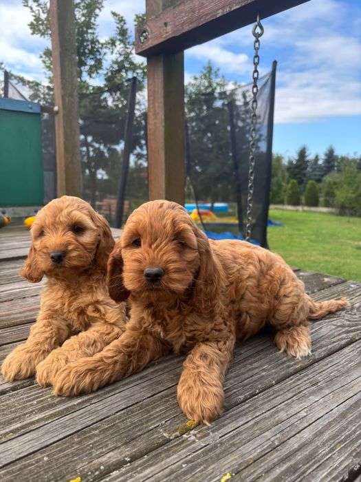 Cockapoo (Cocker spaniel angielski+ Pudel Miniaturowy)